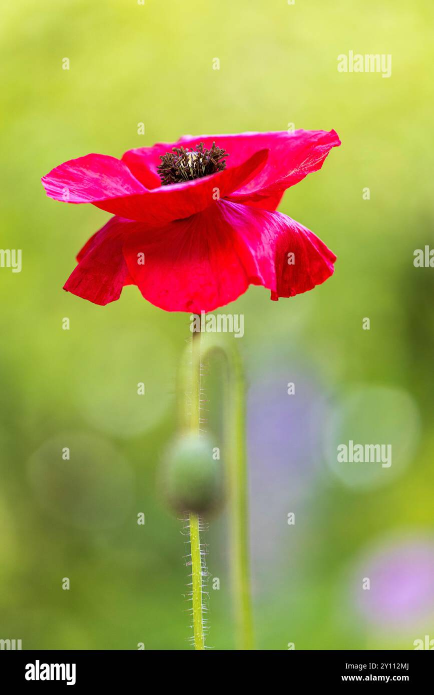 Papavero da oppio (Papaver somniferum), fiori, gemme Foto Stock