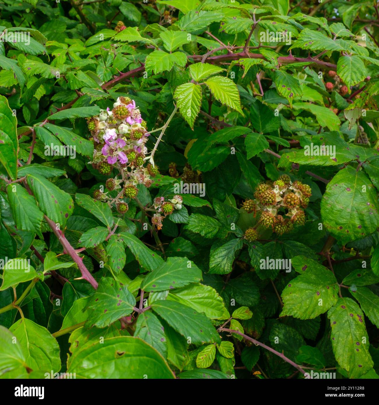 Fiori di mora e frutti di bosco non maturati che crescono selvaggiamente in un siepe lungo la strada Foto Stock