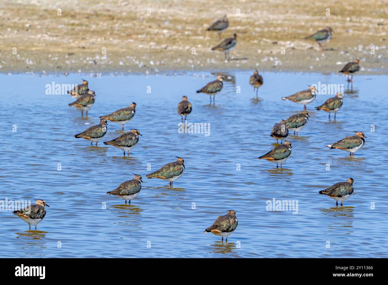 Gregge di lambuli settentrionali (Vanellus vanellus) che riposano in acque poco profonde di paludi salate/paludi salate lungo la costa del Mare del Nord in estate Foto Stock