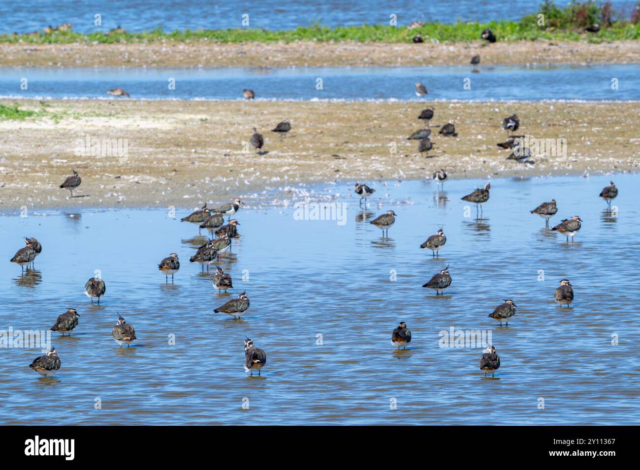 Gregge di lambuli settentrionali (Vanellus vanellus) che riposano in acque poco profonde di paludi salate/paludi salate lungo la costa del Mare del Nord in estate Foto Stock