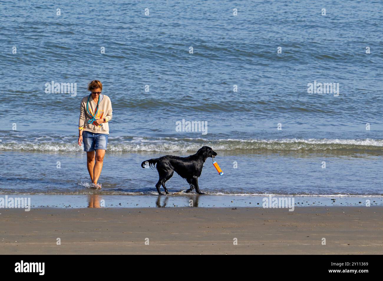 Donna proprietaria di un cane che cammina sulla spiaggia sabbiosa lungo la costa con un retriever nero con rivestimento piatto e un manichino in bocca in estate Foto Stock