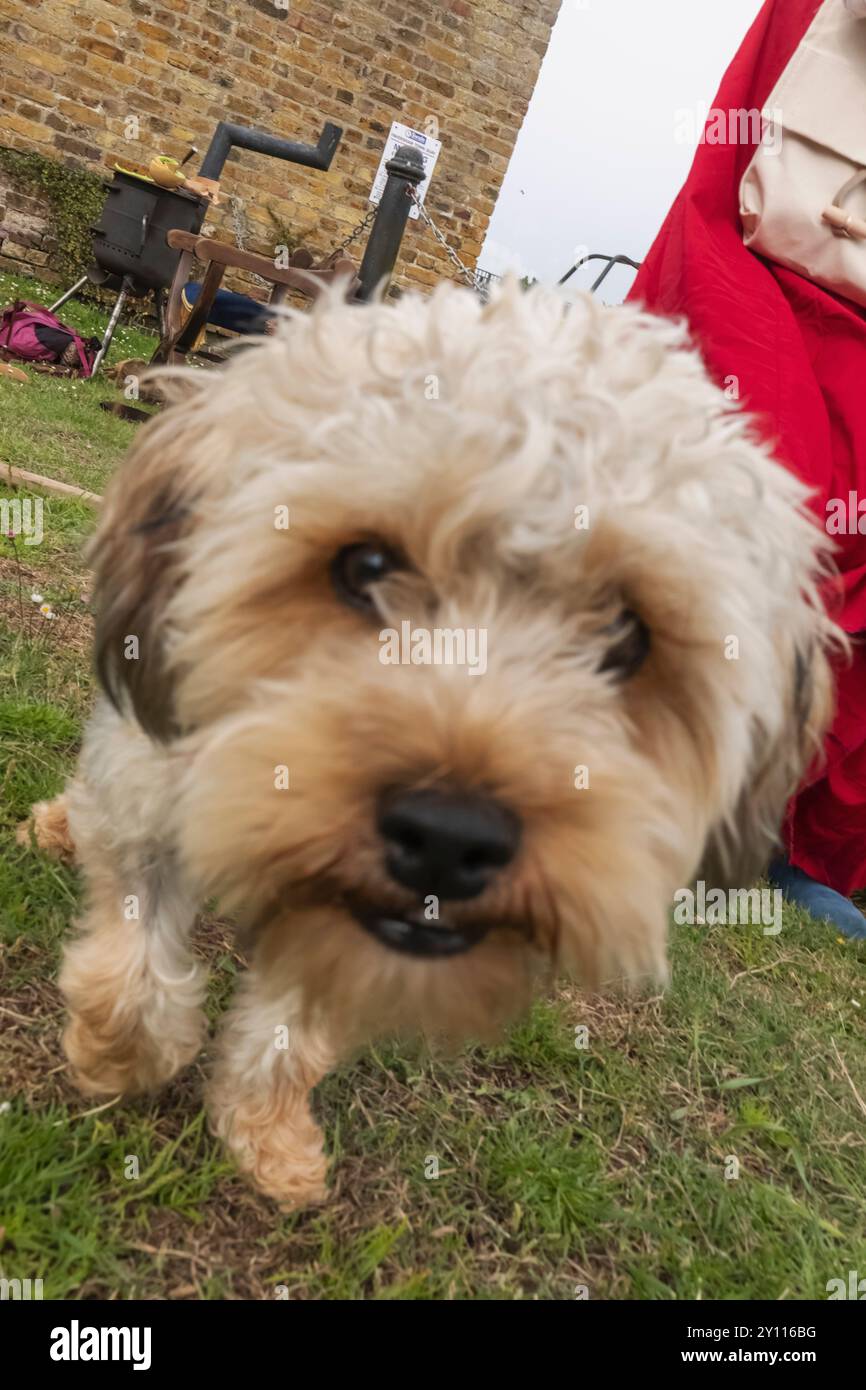 Inghilterra, East Sussex, Hastings, Festival annuale dei pirati, Portrait PET Dog Foto Stock