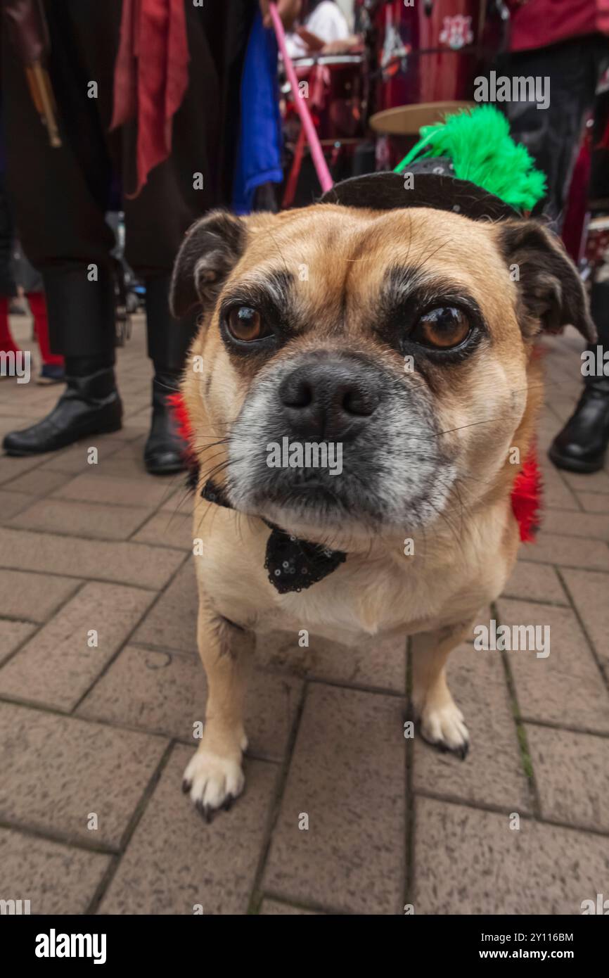 Inghilterra, East Sussex, Hastings, Festival annuale dei pirati, Ritratto del cane da compagnia vestito in costume da Festival Foto Stock