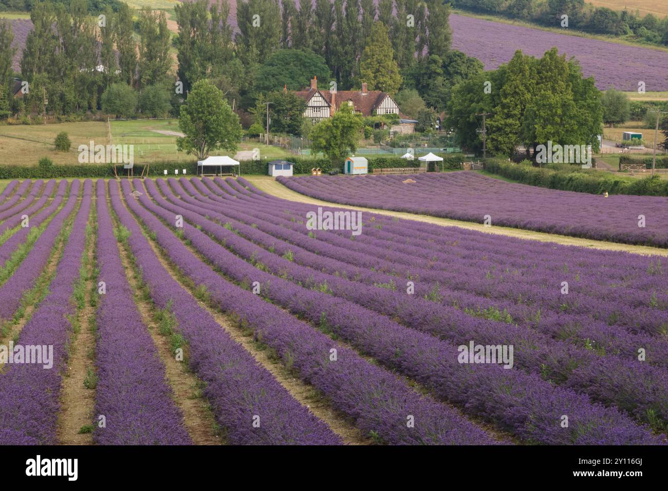 Inghilterra, Kent, campi di lavanda a Castle Farm vicino a Sevenoaks Foto Stock