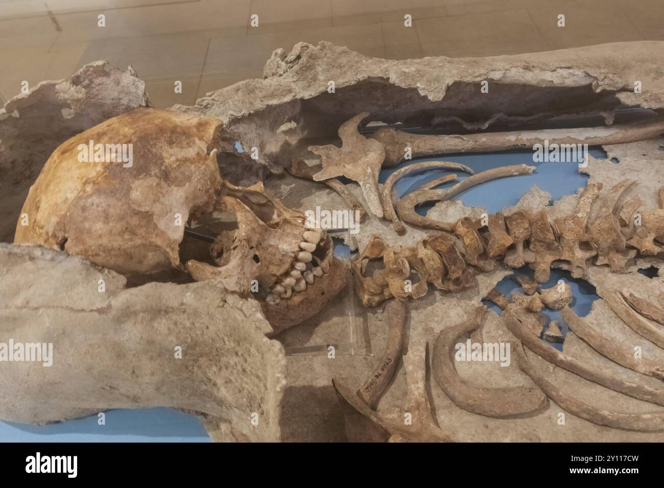 Inghilterra, Kent, Canterbury, St Augustines Abbey, il museo, mostra di scheletro di una donna Foto Stock