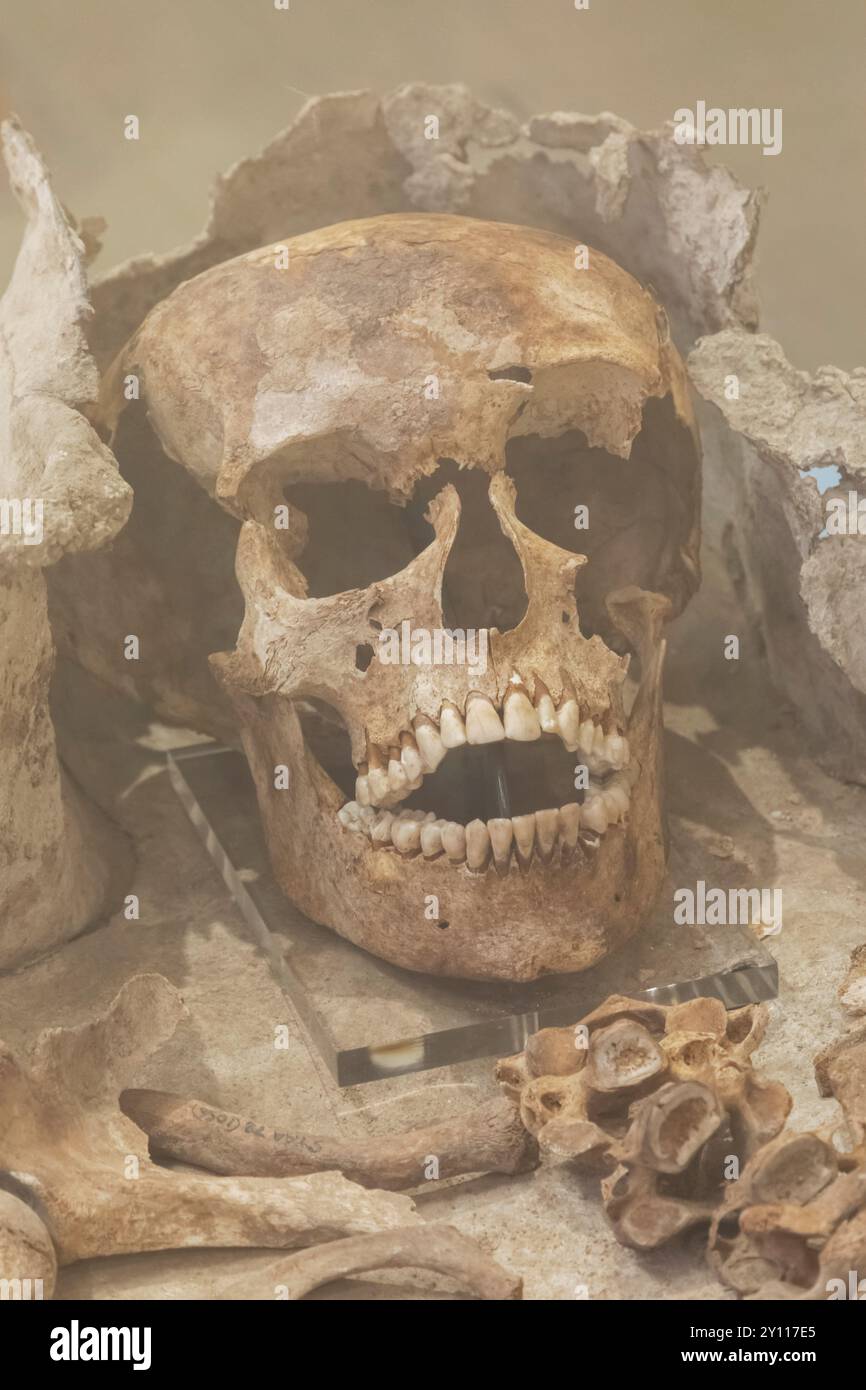 Inghilterra, Kent, Canterbury, St Augustines Abbey, il museo, mostra di scheletro di una donna Foto Stock