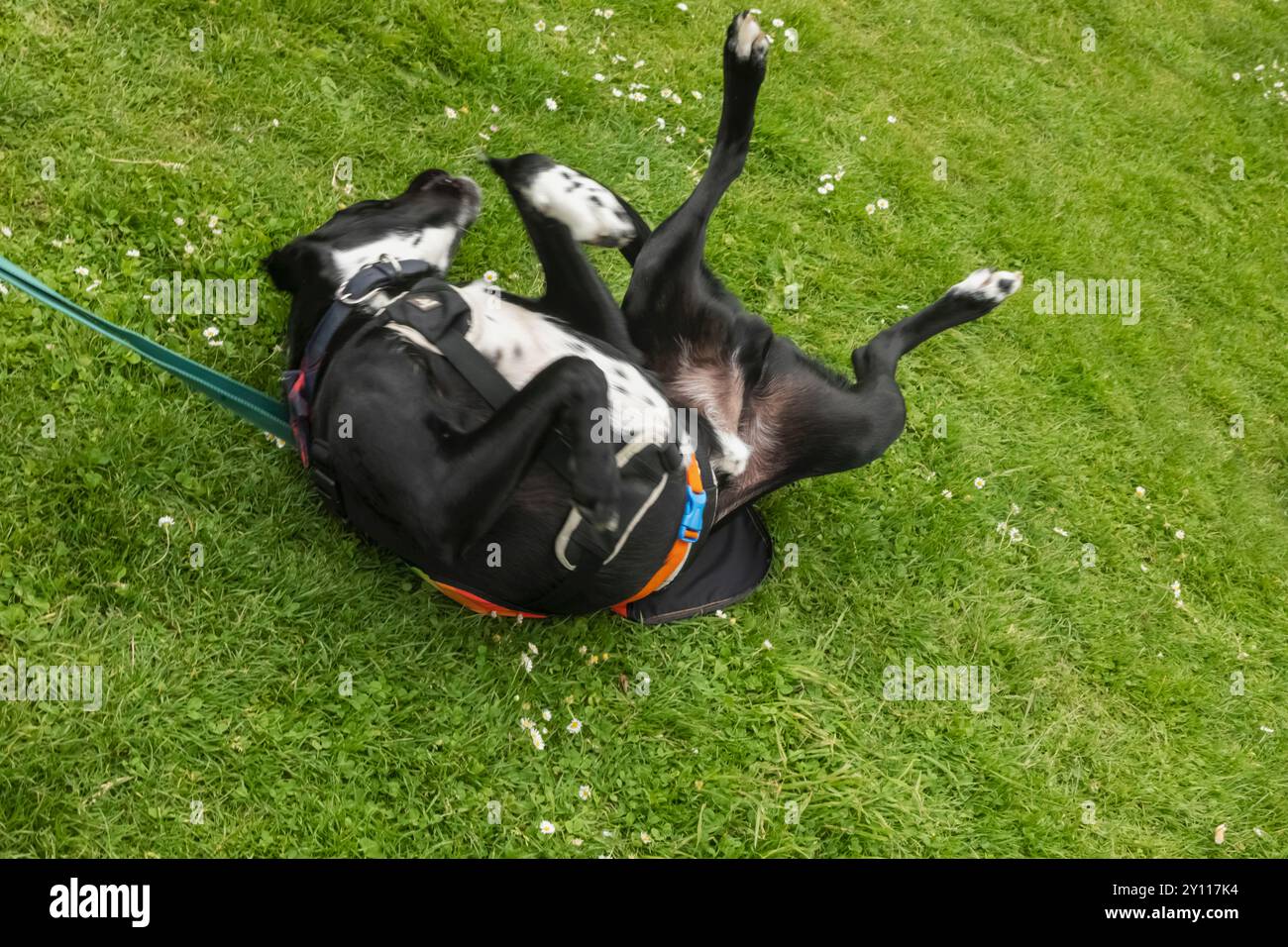 Inghilterra, Kent, Canterbury, l'annuale Canterbury Pride Parade, Happy Dog Rolling on Green Grass Foto Stock