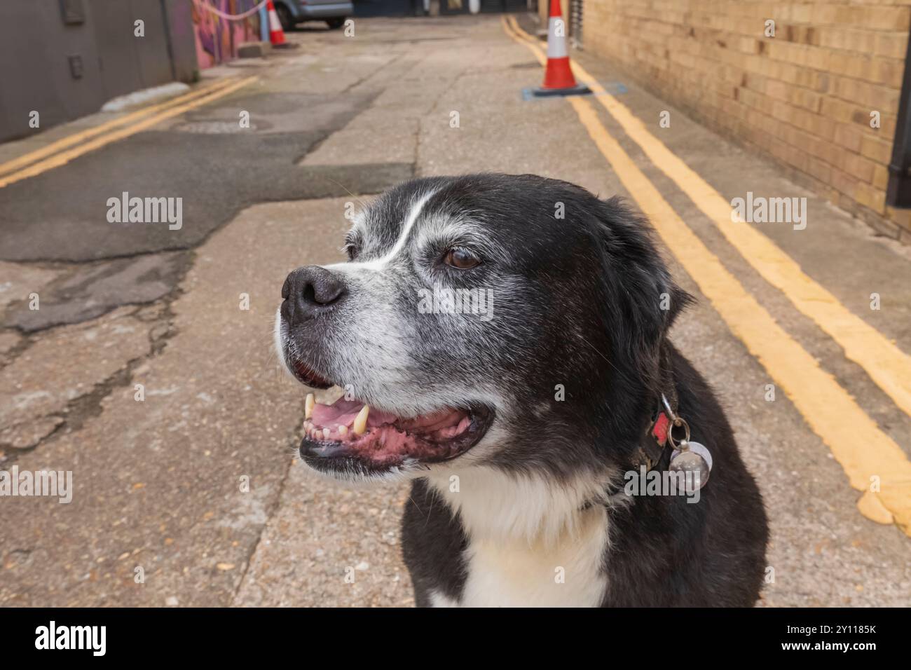 Inghilterra, Kent, Margate, la città Vecchia, Ritratto di Aging Dog Foto Stock