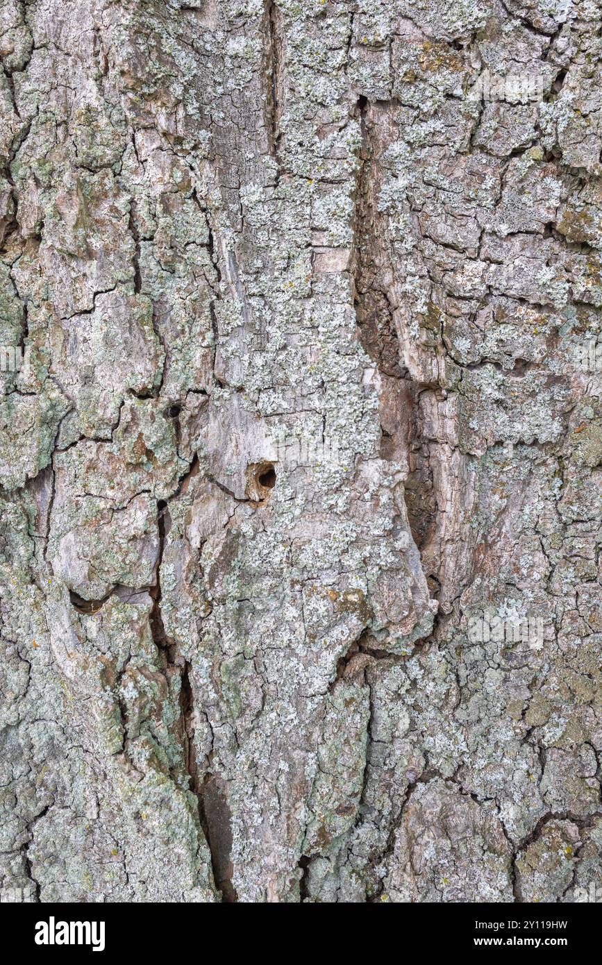 Corteccia d'albero, immagine di sfondo, primo piano, dimensioni complete Foto Stock