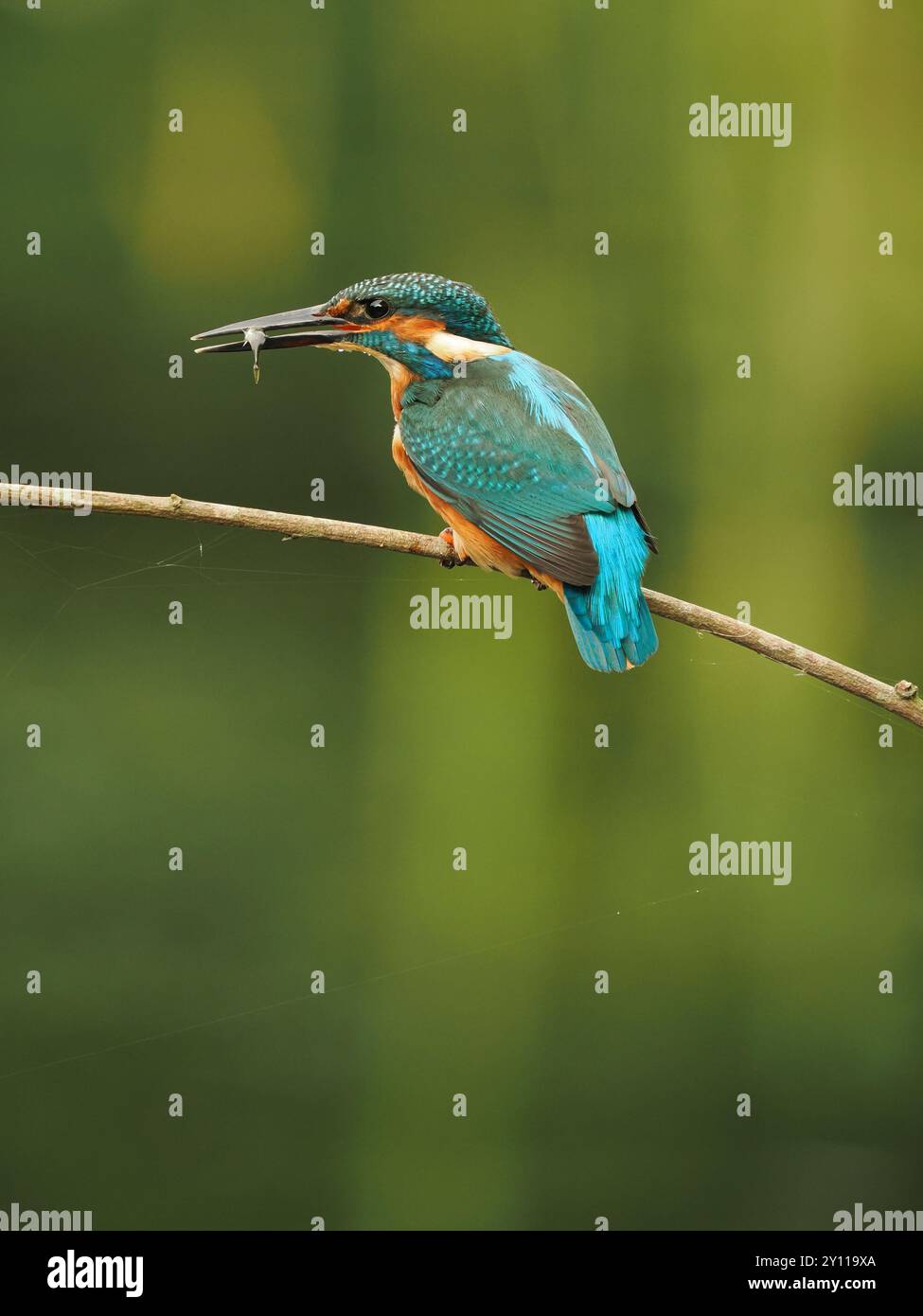 Mentre i giovani kingfisher maturano i loro piedi dal marrone cioccolato fondente al rosso in età adulta. Foto Stock