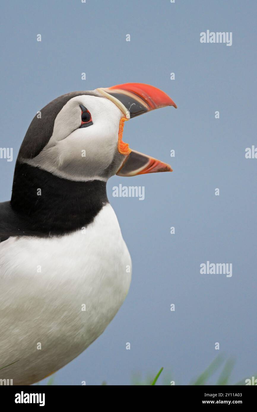 Puffin (Fratercula arctica) con becco aperto su una scogliera a Latrabjarg, scogliere di uccelli nel nord-ovest dell'Islanda, Islanda Foto Stock