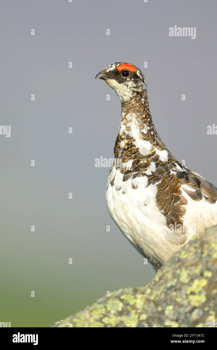 Ptarmigan rock maschile (Lagopus mutus) in abito di transizione su una roccia, Islanda Foto Stock