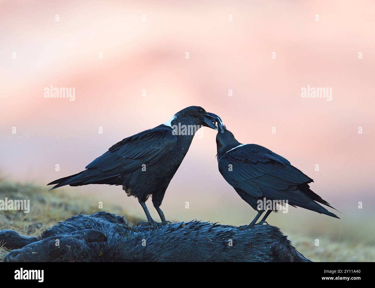Coppia di avvoltoi (Corvus albicollis), Parco Nazionale del Castello del Gigante, Natal, Sudafrica Foto Stock