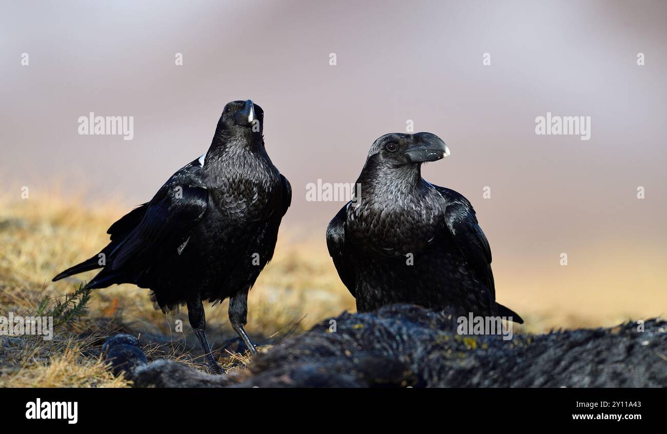 Coppia di avvoltoi (Corvus albicollis), Parco Nazionale del Castello del Gigante, Natal, Sudafrica Foto Stock