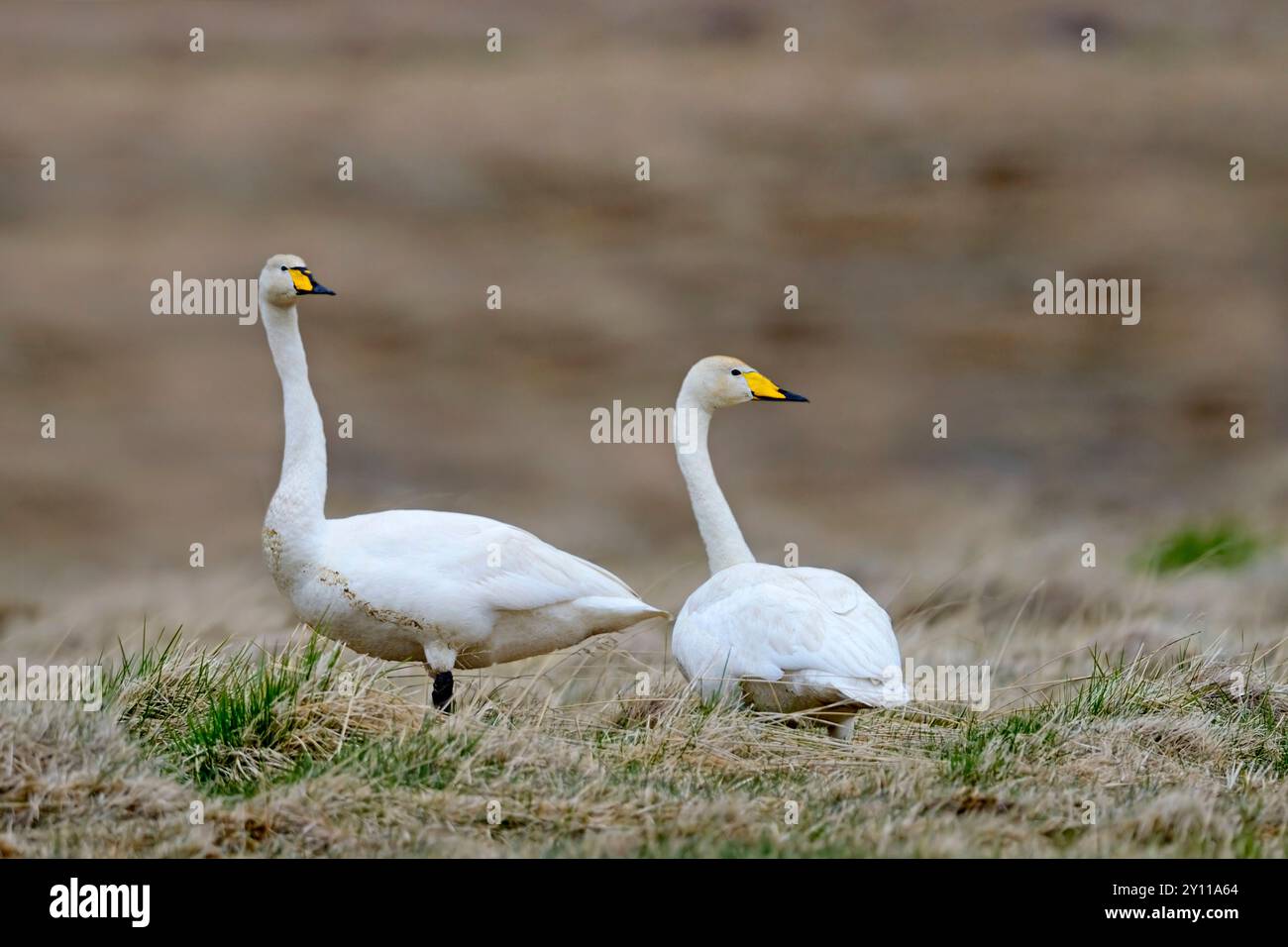 Coppia di cigni hooper (Cygnus cygnus) nella tundra islandese, Islanda Foto Stock