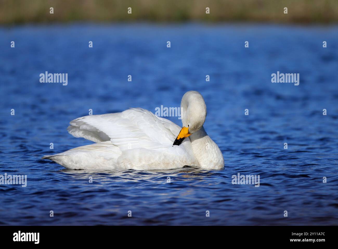 Swimming whooper Swan (Cygnus cygnus), Penisola di Varanger, Norvegia Foto Stock