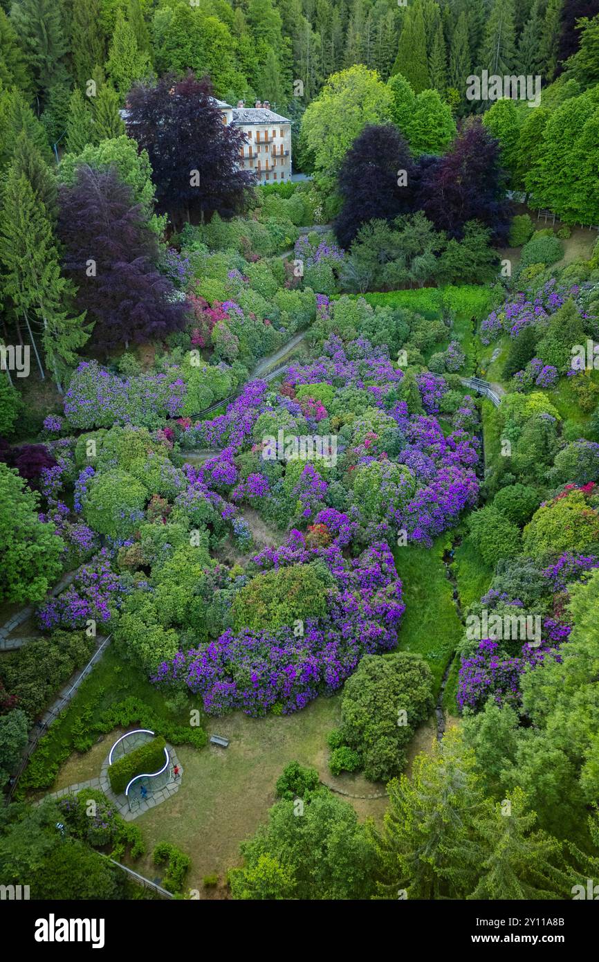 Vista aerea della Conca dei Rododendri in piena fioritura nell'area naturale dell'Oasi Zegna in primavera. Valdilana, regione biella, Piemonte, Italia, Europa Foto Stock