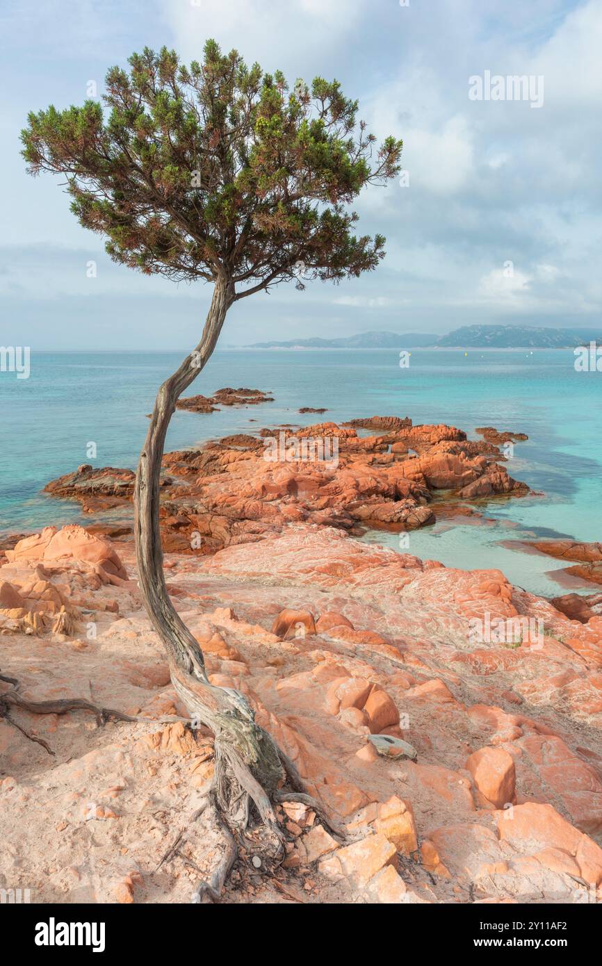 Pini marittimi piegati dal vento sulle rocce rosse vicino alla spiaggia di Palombaggia. Porto Vecchio, Corse-du-Sud, Corsica, Francia Foto Stock