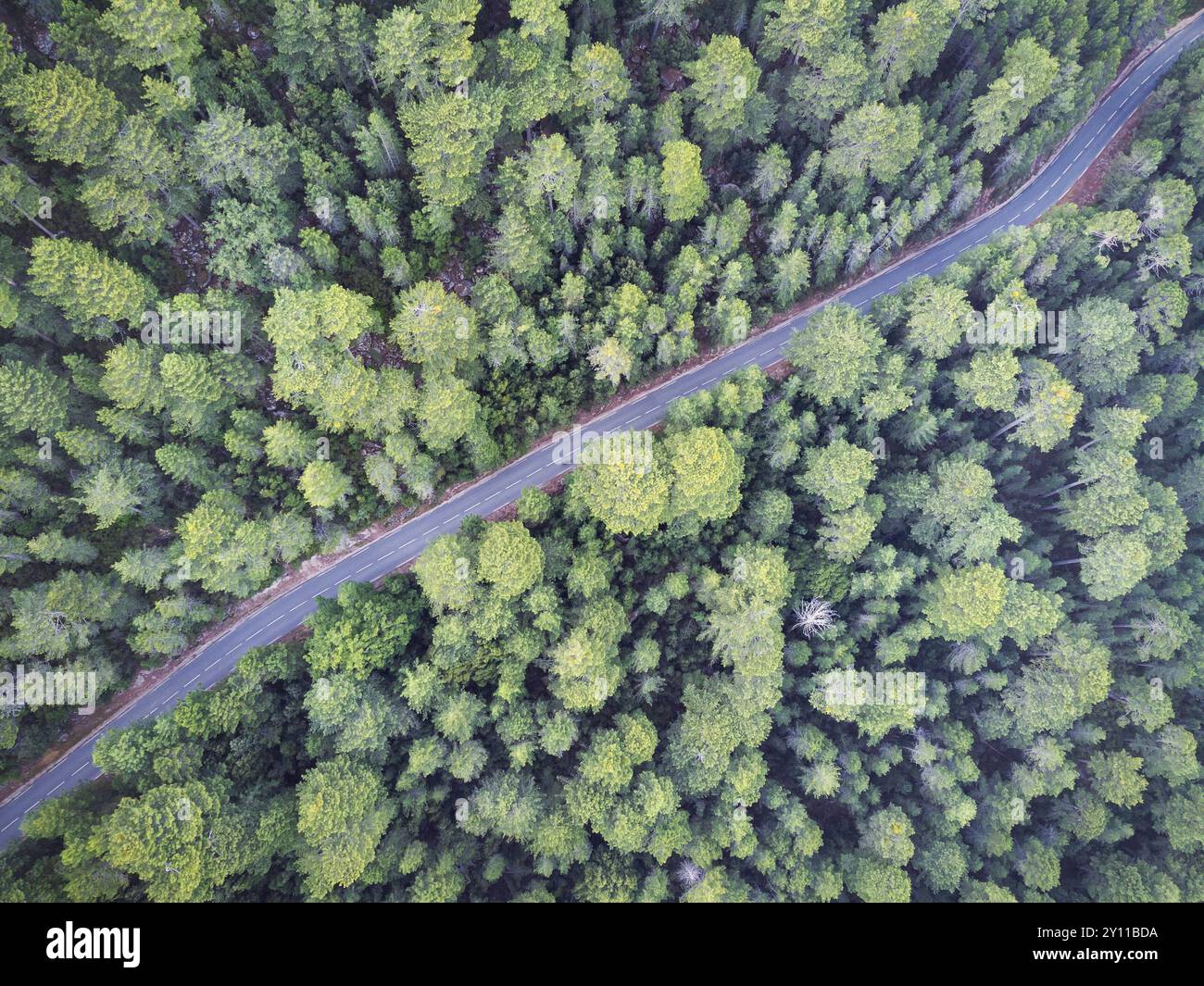 Zonza, la strada che attraversa la foresta verso il col de la Bavella, Corsica meridionale, Francia Foto Stock