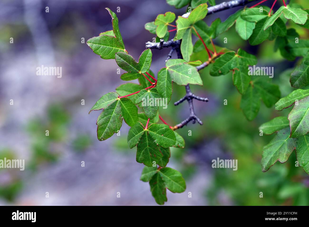 Foglie d'acero (Acer campestre) Foto Stock