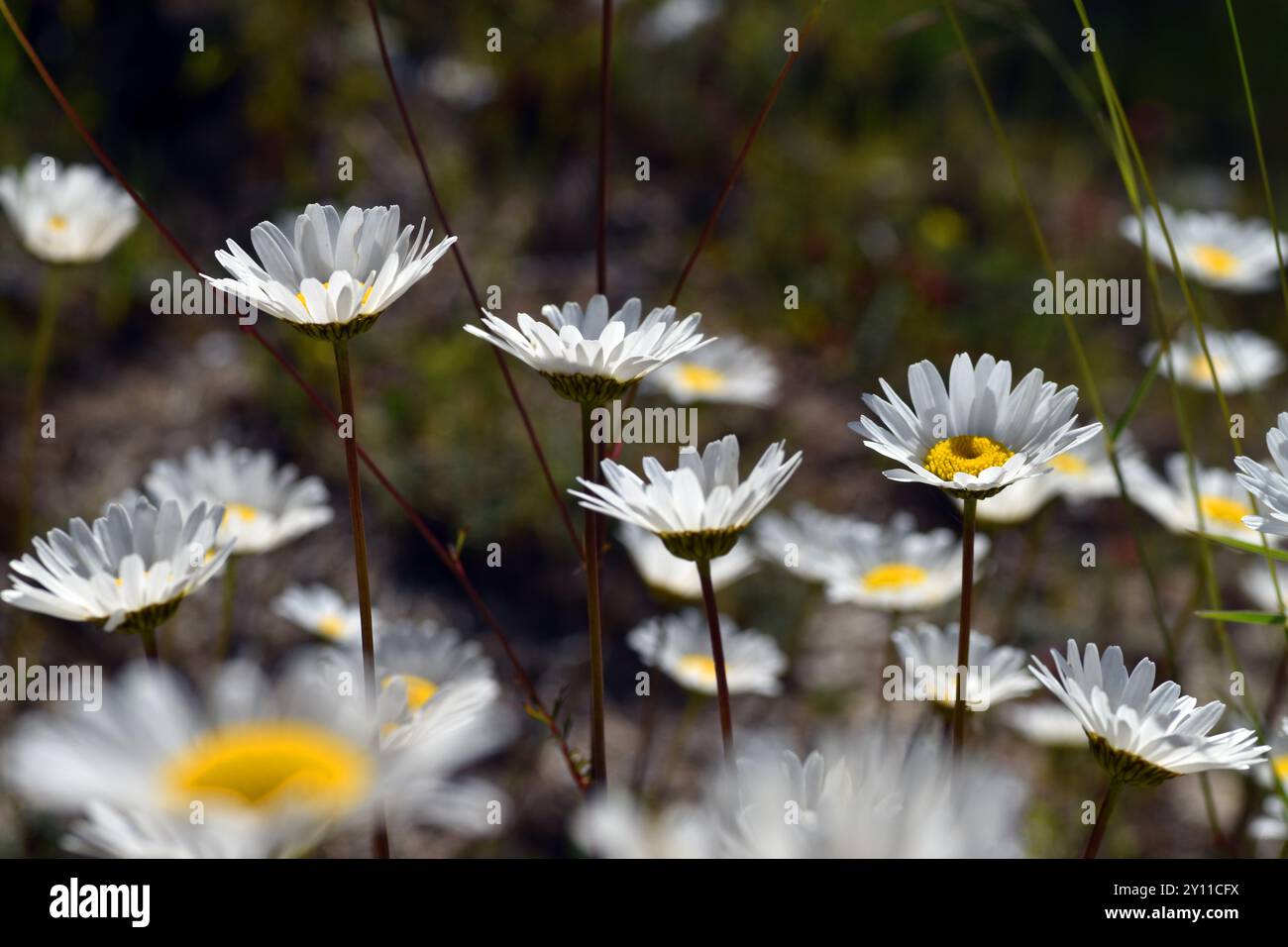 Fiori della margherita occhio di bue (Leucanthemum vulgare) Foto Stock