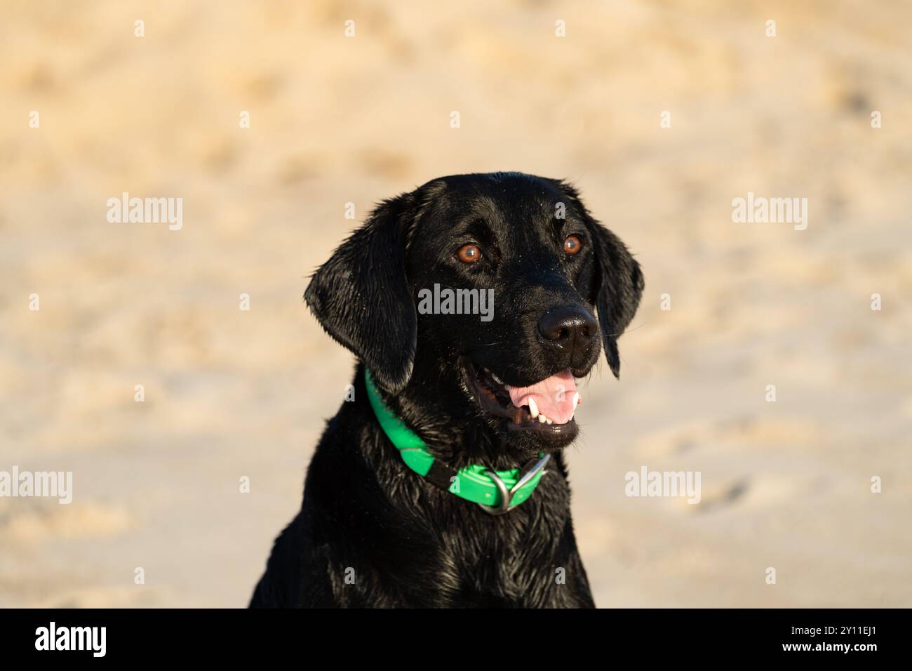 Happy Black Labrador Retriever Dog Tongue Out è bagnato dal nuoto. Copyspace Foto Stock