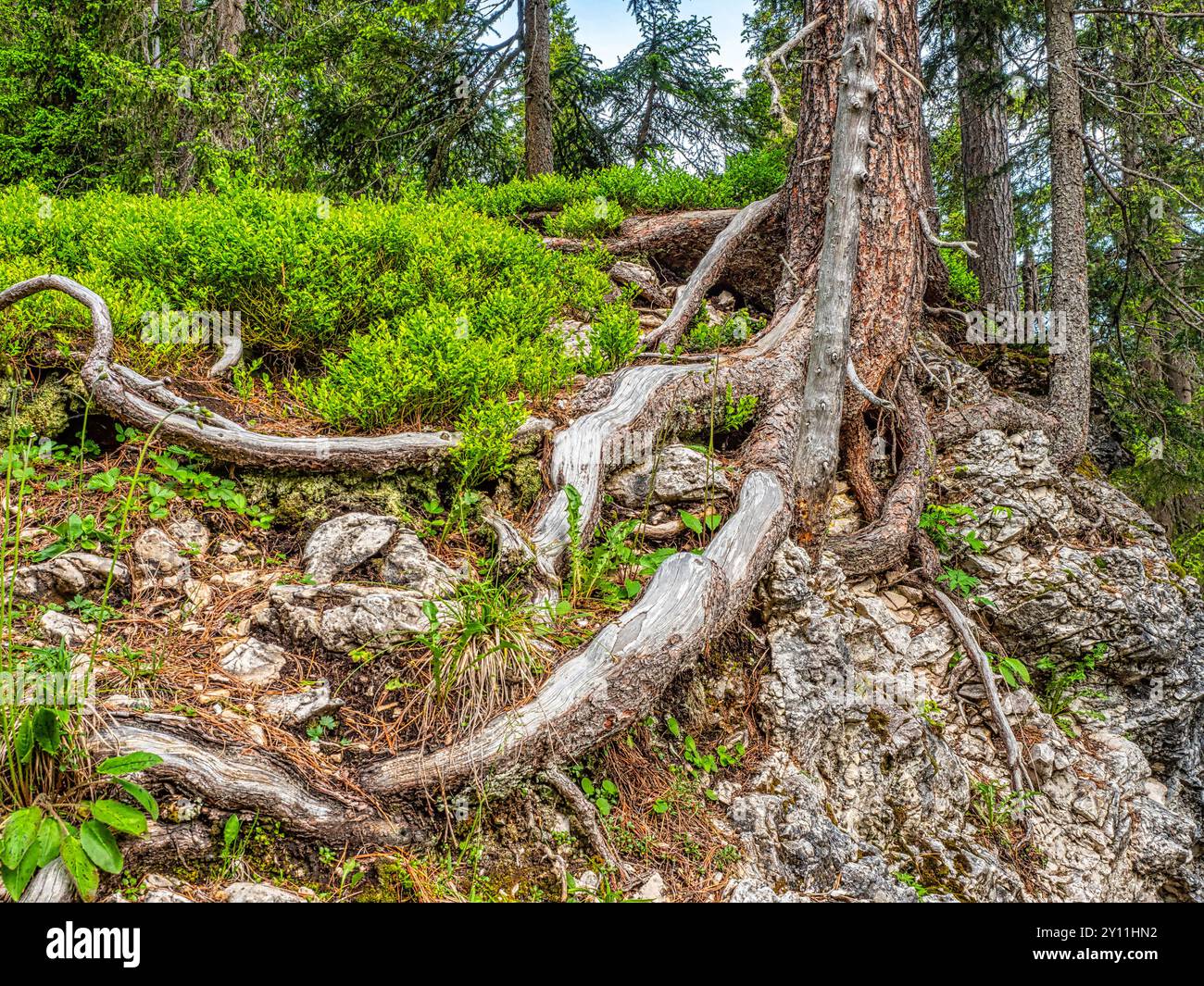 Pino cembro nei pressi dell'Alpe di Glatsch nel Parco naturale Puez-Geisler, valle di Villnöss, Villnöss, Villnösstal provincia di Bolzano, alto Adige, alto Adige, Alpi, Dolomiti, Parco naturale Puez-Geisler, Trentino-alto Adige, Italia, Italia Foto Stock