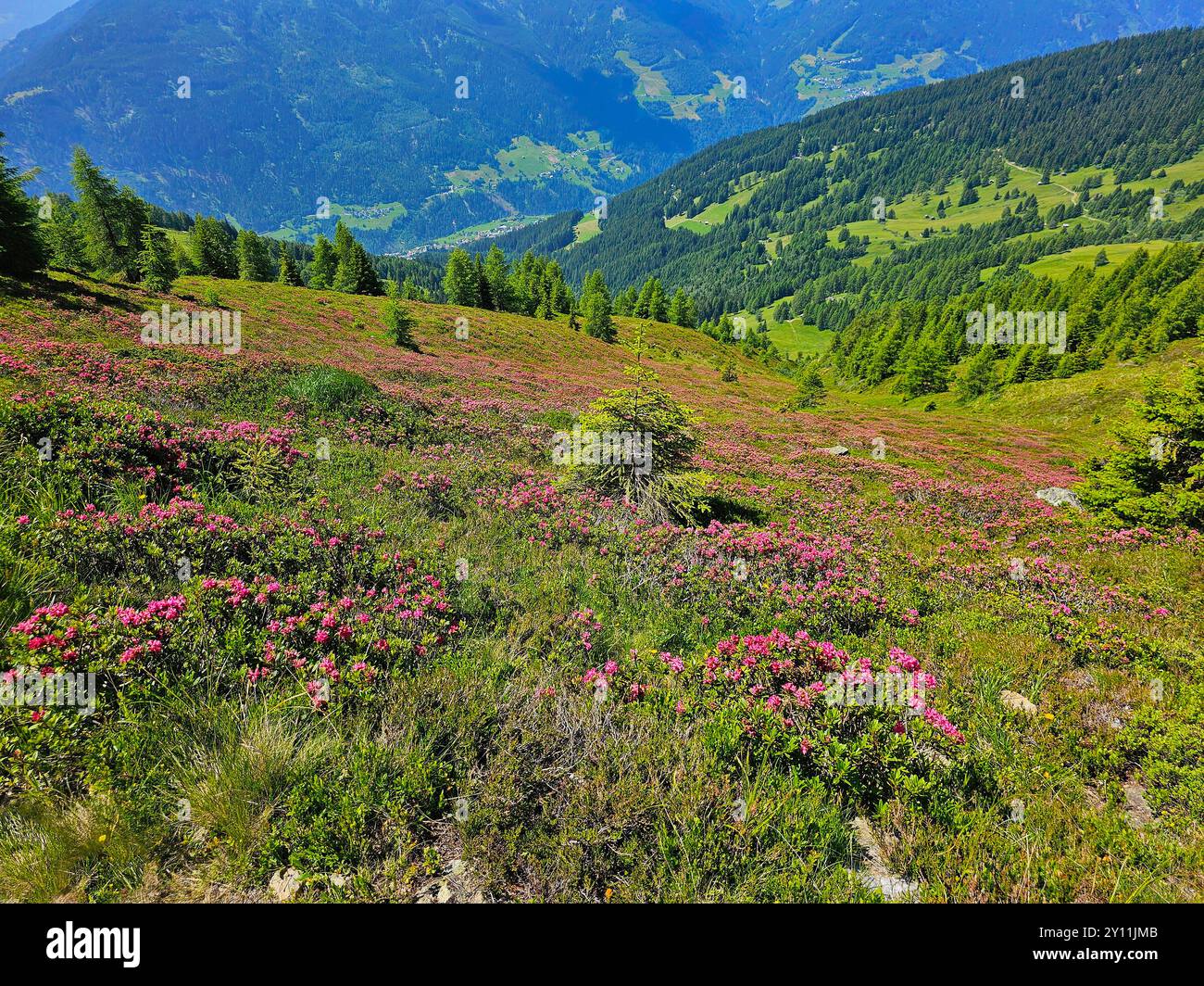 Rose alpine in fiore sul sentiero panoramico da Krahberg via Zams a Wenns, Pitztal, Tirolo, Austria, lungo sentiero escursionistico E5, traversata alpina da Oberstdorf a Merano Foto Stock Rose alpine in fiore sul sentiero panoramico da Krahberg via Zams a Wenns, Pitztal, Tirolo, Austria, lungo sentiero escursionistico E5, traversata alpina da Oberstdorf a Merano Foto Stock