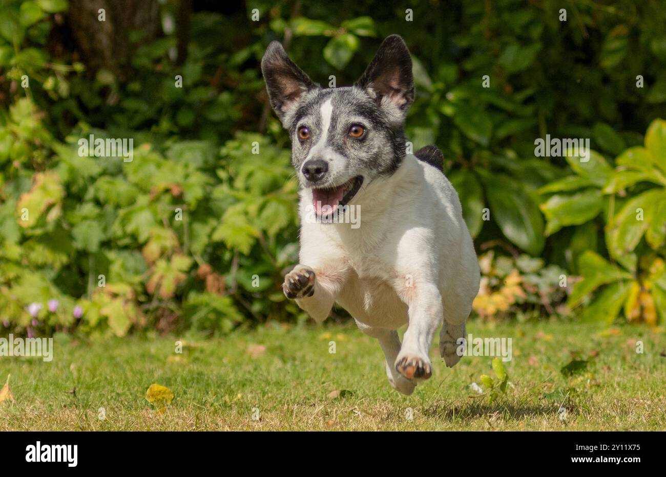 Jack Russel Terrier Foto Stock