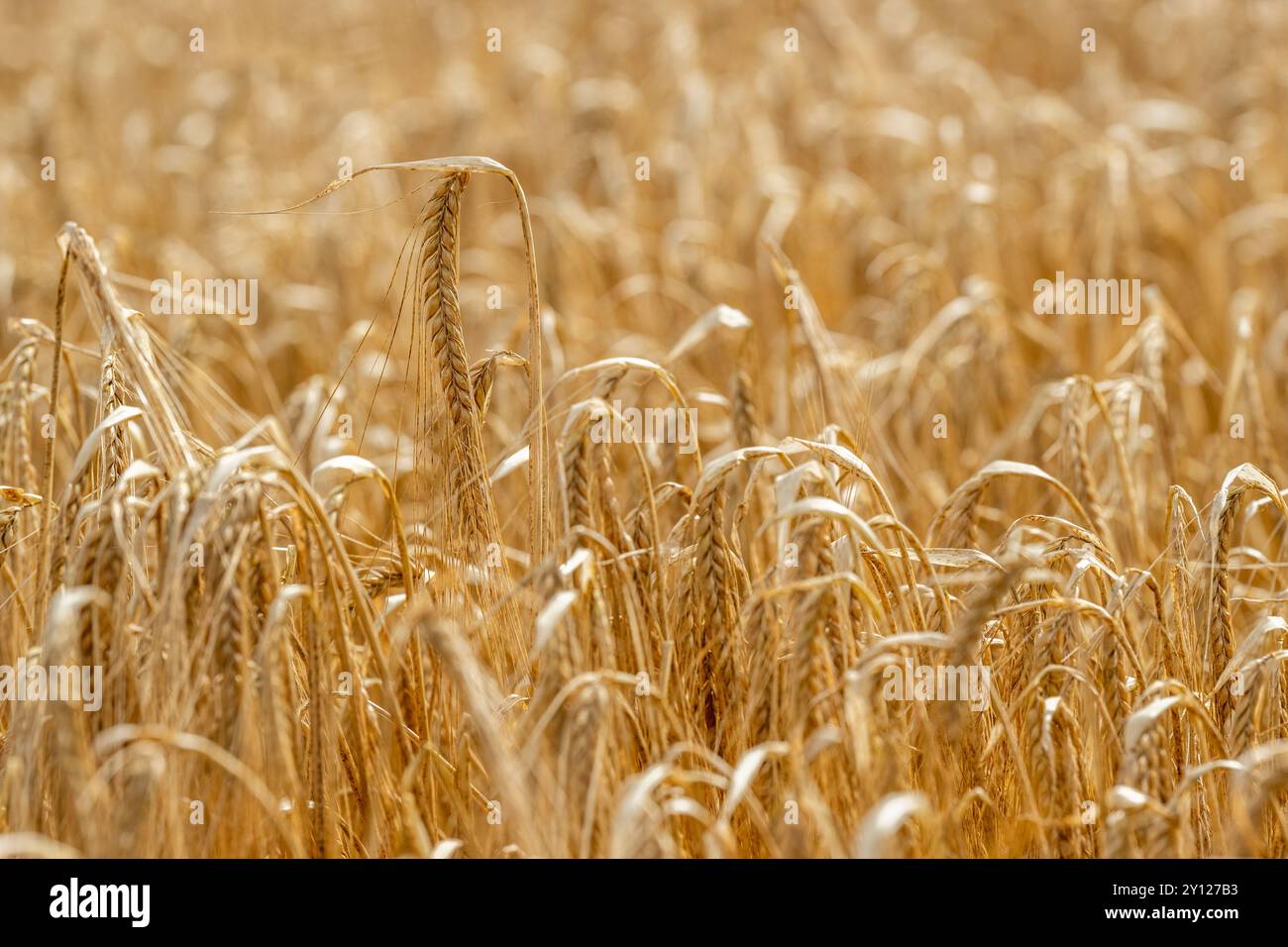 La varietà Spring Barley 'Geraldine' attende di essere raccolta a Boxtown, West Cork, Irlanda. Foto Stock