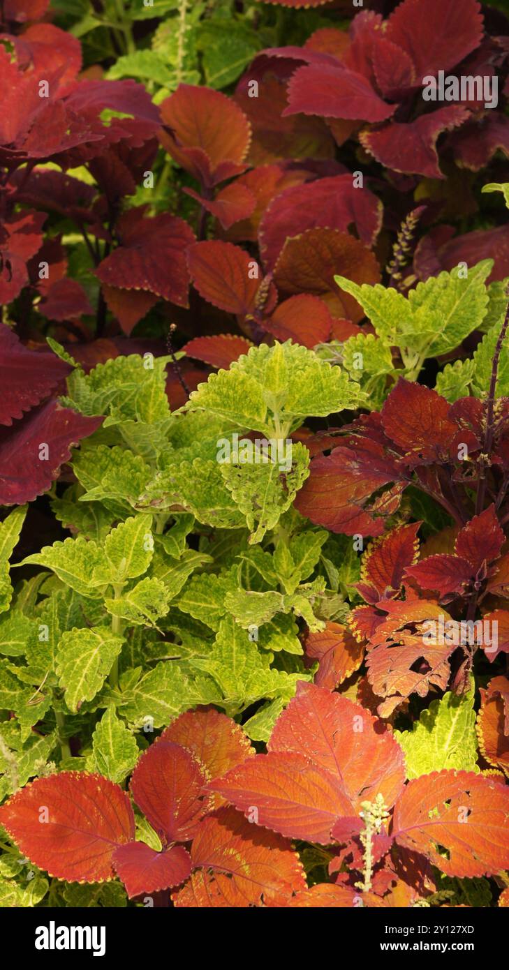 Verde e foglie rosse Foto Stock