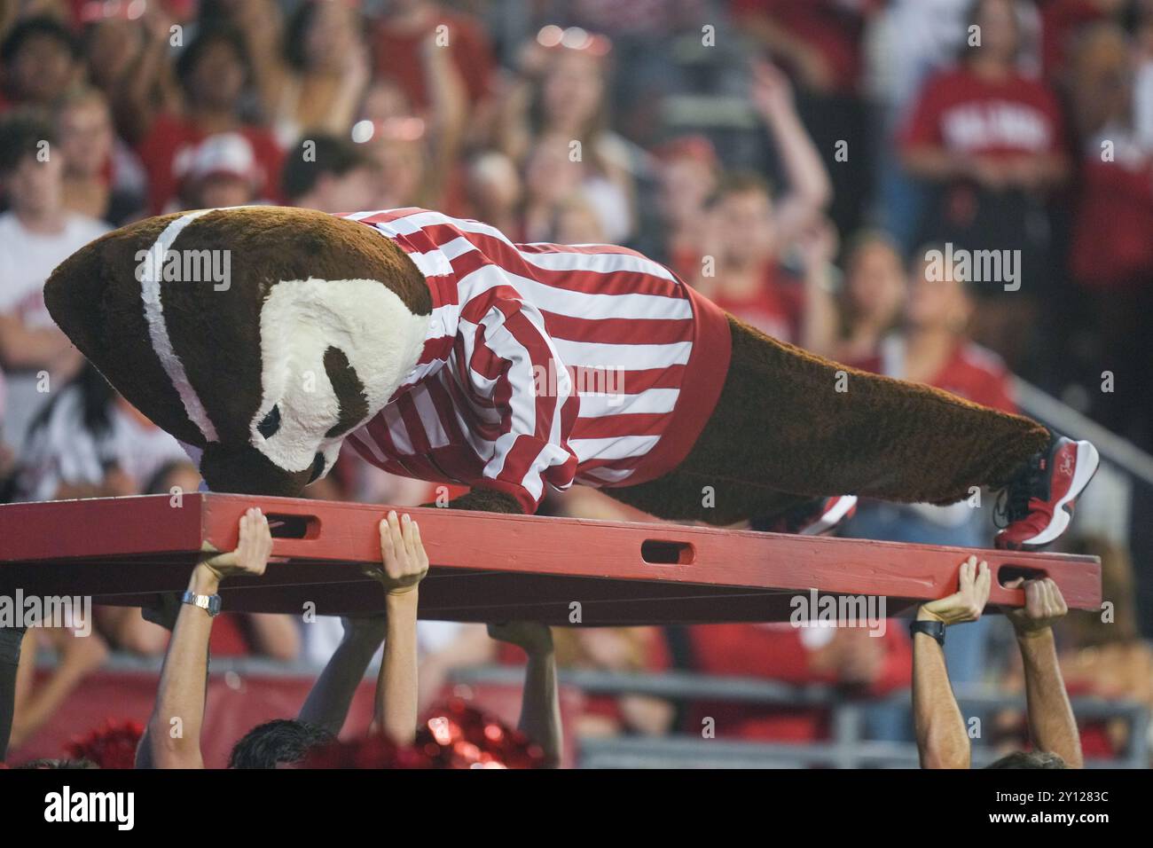 La mascotte dei Wisconsin Badgers Bucky Badger accumula pushup per i punti totali della sua squadra durante una partita di football NCAA tra i Western Michigan BR Foto Stock