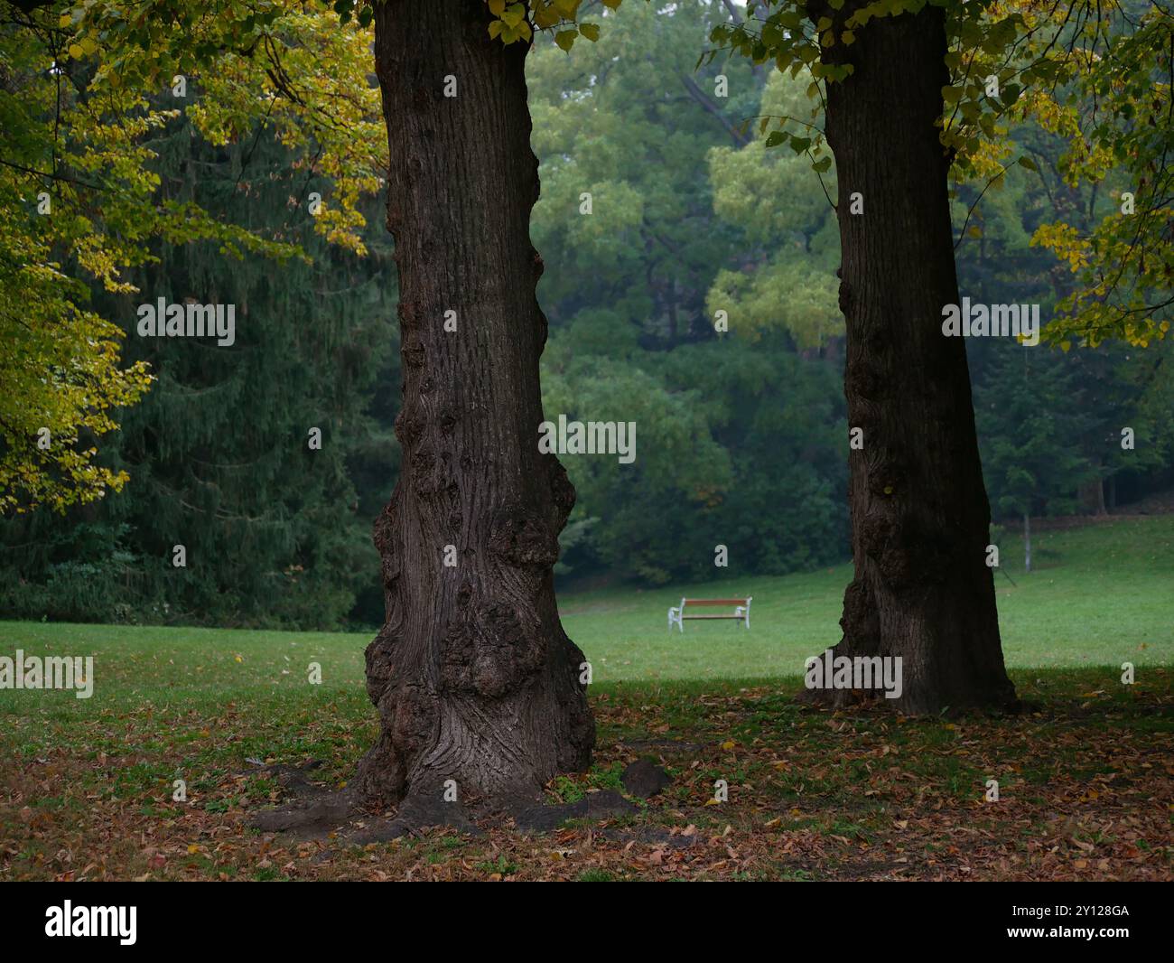 Panca solitaria sul prato dietro gli alberi. Park Turkenschanzpark a Vienna in autunno. Foto Stock