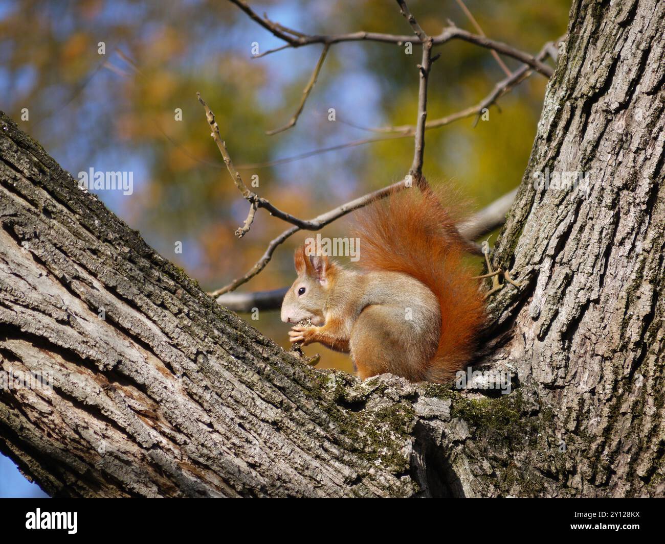 Lo scoiattolo da vicino si trova su un ramo di albero e mangia un dado nel parco in autunno. Foto Stock