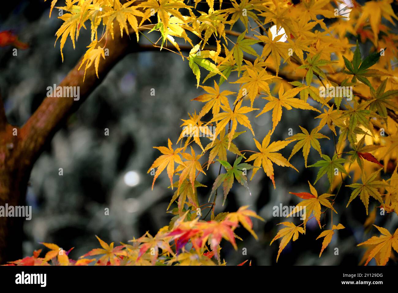 Le foglie d'acero iniziano a cambiare colore in autunno Foto Stock