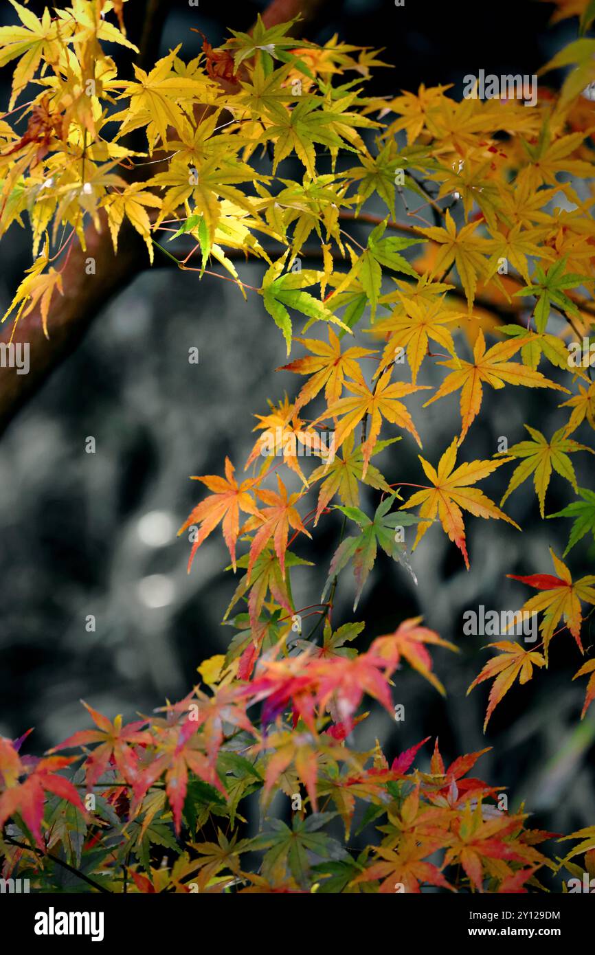 Le foglie d'acero iniziano a cambiare colore in autunno Foto Stock