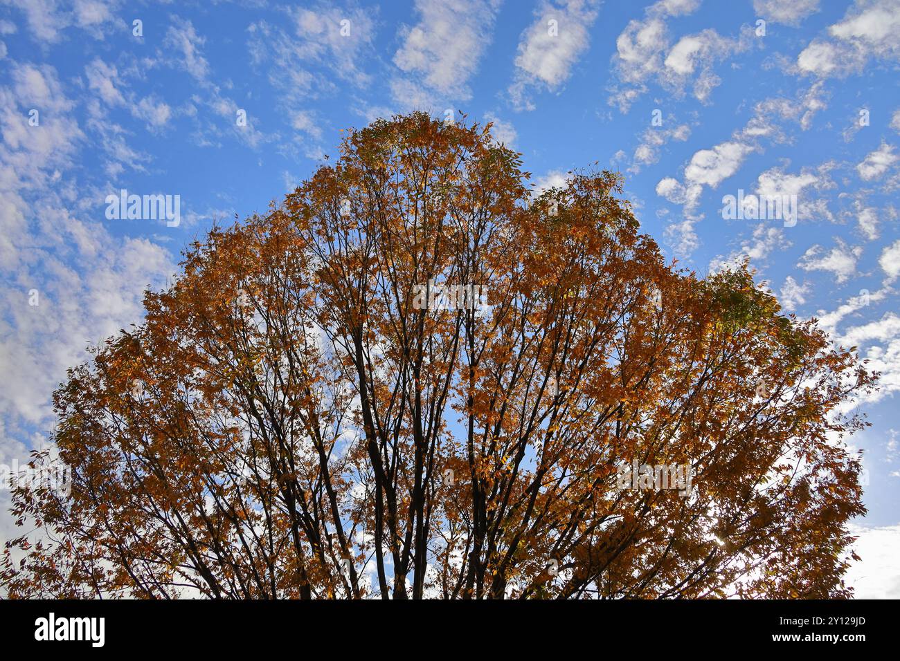 Cielo blu e foglie autunnali dell'albero Zelkova Foto Stock