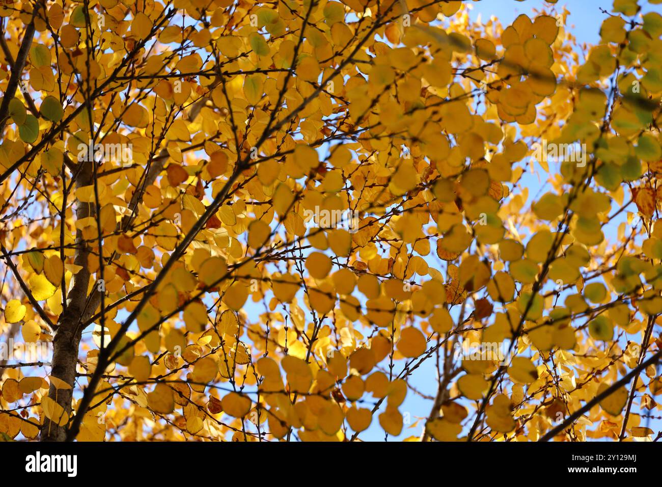 Cielo blu e foglie autunnali dell'albero Katsura Foto Stock