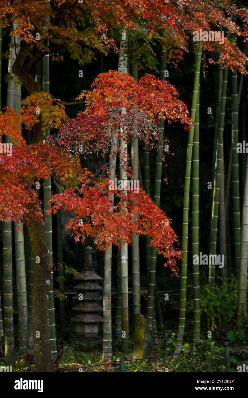 Un bellissimo giardino giapponese con boschetti di bambù e le foglie d'arancio autunnali degli aceri giapponesi Foto Stock