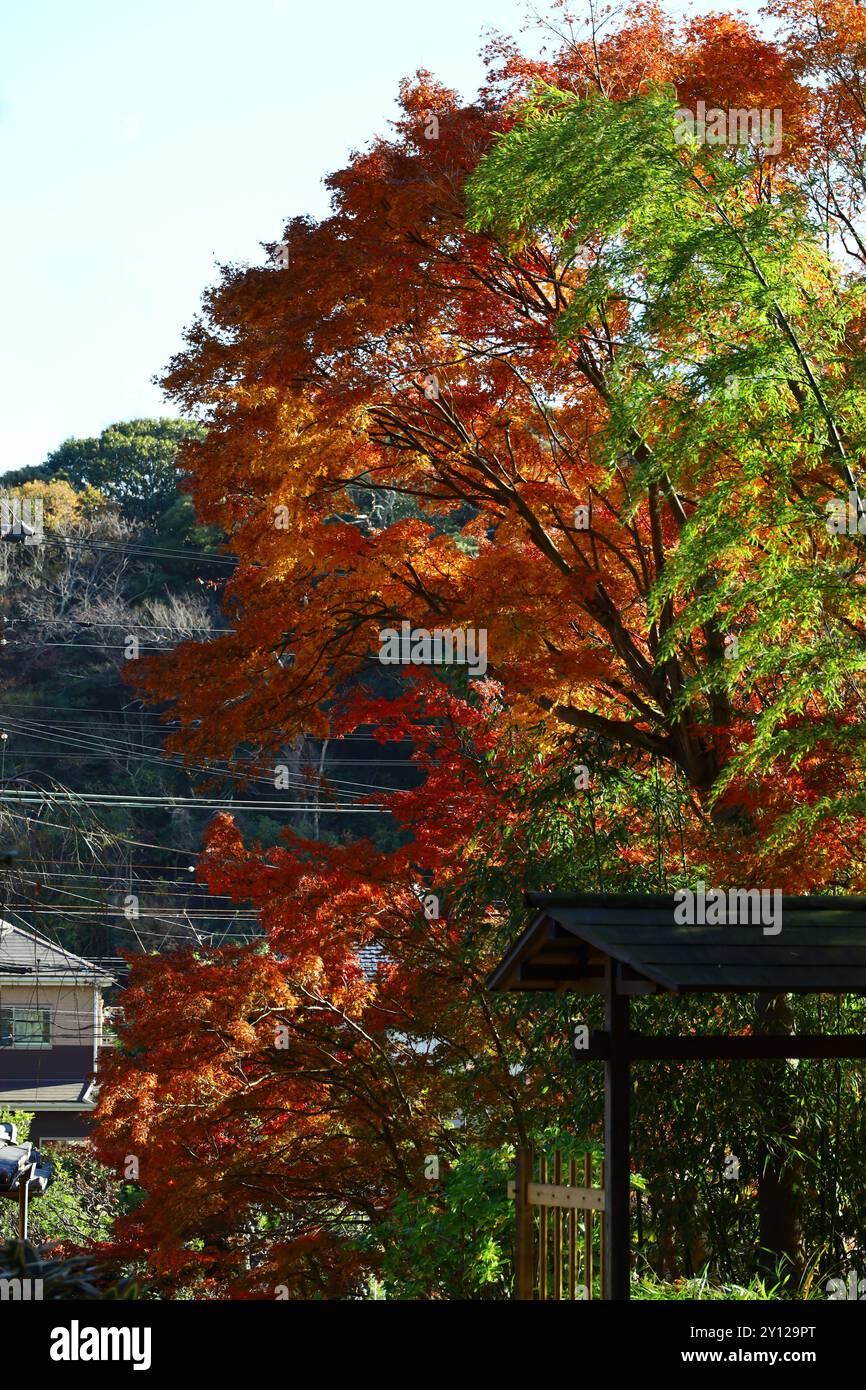 Foglie autunnali e il paesaggio dell'antica capitale giapponese, Kamakura Foto Stock
