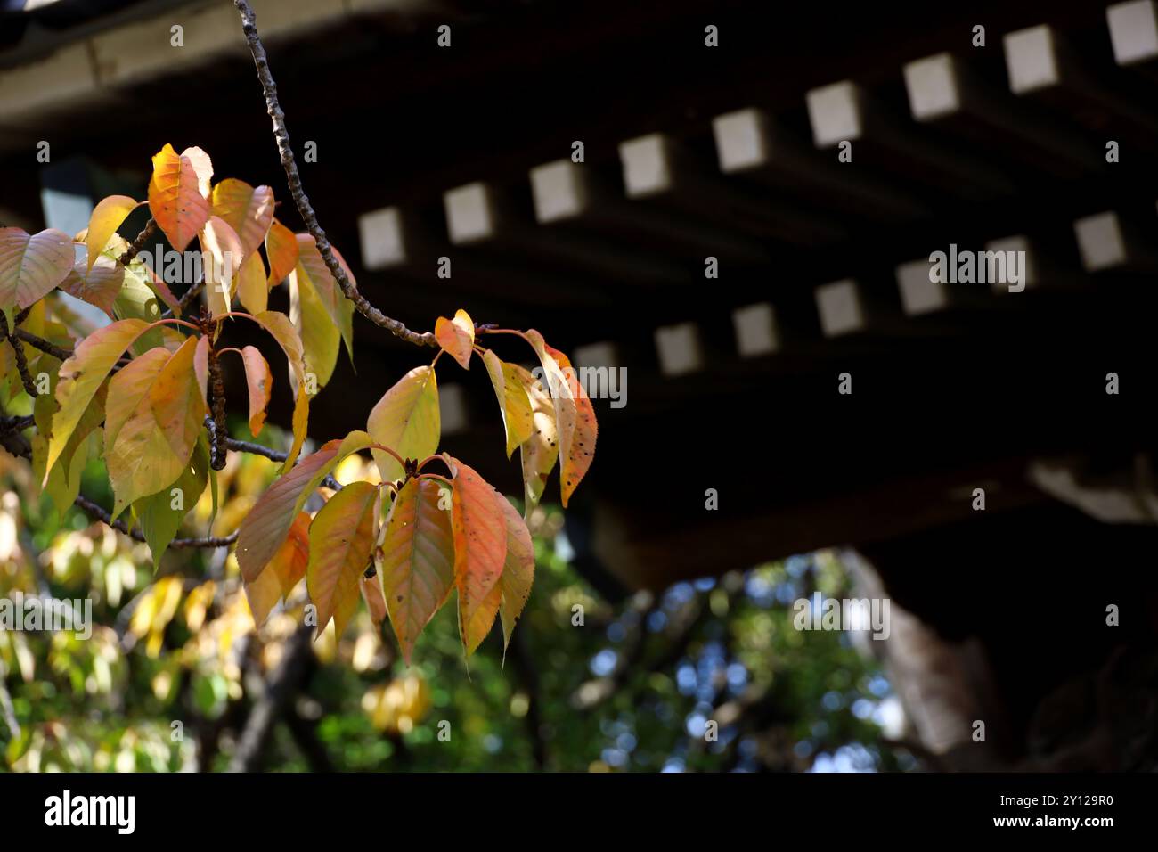 Foglie d'autunno e il paesaggio dell'antica città del Giappone Foto Stock