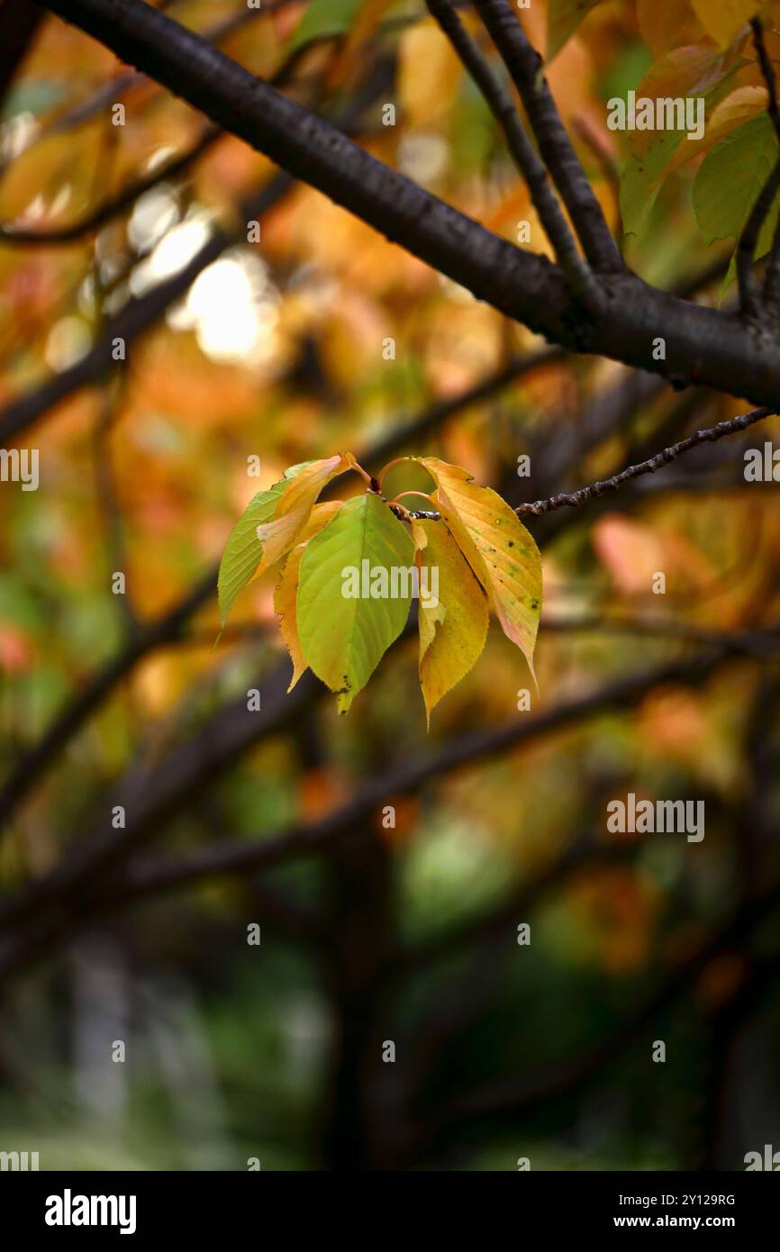Foglie autunnali arancioni di ciliegi che fiancheggiano le strade della città Foto Stock
