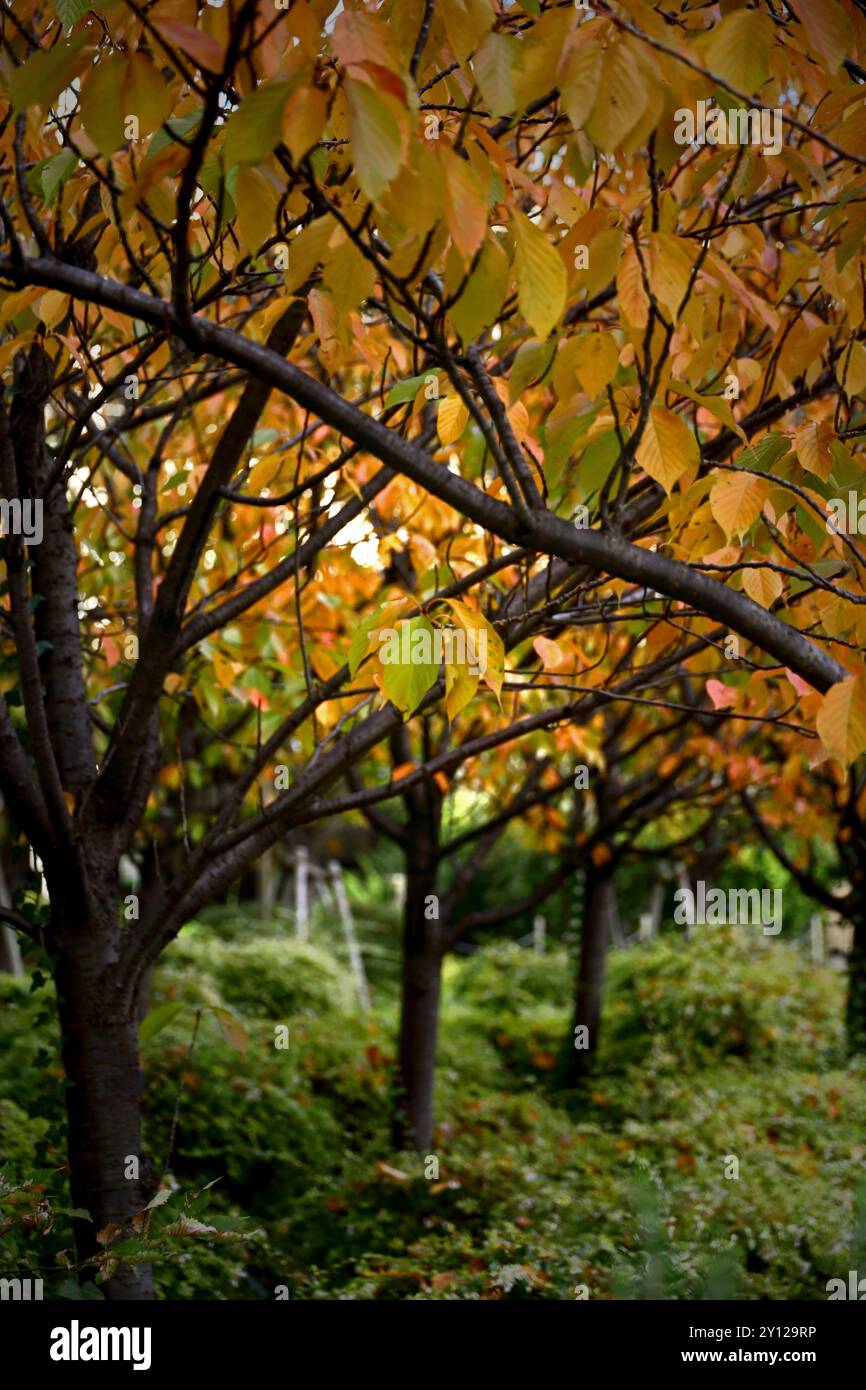 Foglie autunnali arancioni di ciliegi che fiancheggiano le strade della città Foto Stock