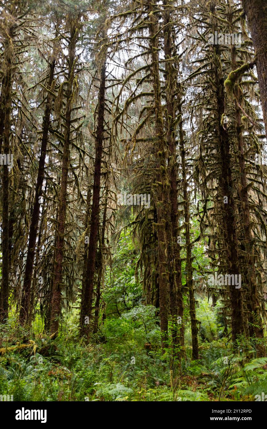 Gli alberi coperti di muschio si trovano nella lussureggiante Hoh Rain Forest lungo il percorso escursionistico Hall of Mosses nell'Olympic National Park, Washington Foto Stock