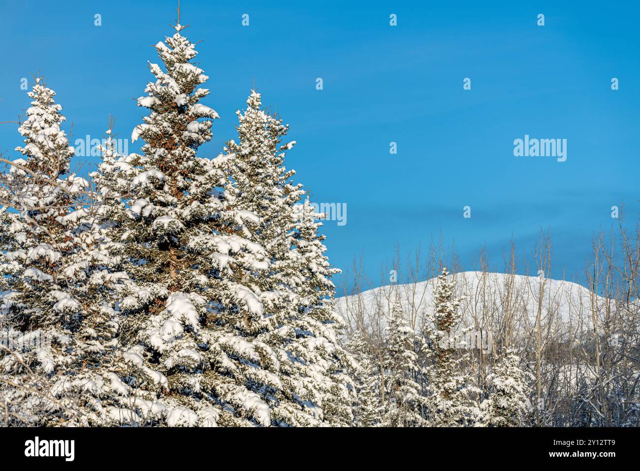 Splendida giornata di sole in mezzo alla natura selvaggia, ai boschi e alla foresta del Canada settentrionale con alberi innevati, cielo blu e abeti rossi Foto Stock