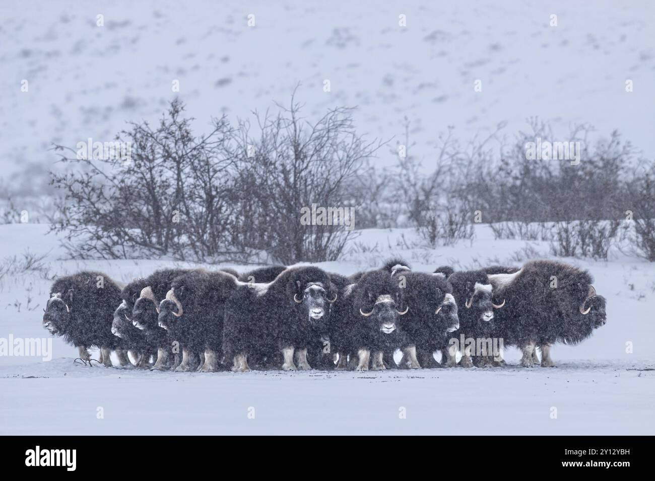 Buoi muschiati (Ovibos moschatus), mandria in una tempesta di neve, in piedi, North Slope, Alaska, USA, nord America Foto Stock