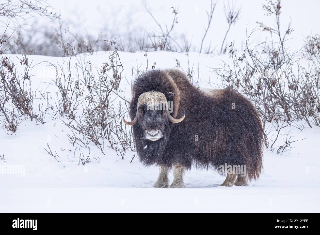 Musk bue (Ovibos moschatus), in piedi in una tempesta di neve, toro, North Slope, Alaska, USA, nord America Foto Stock