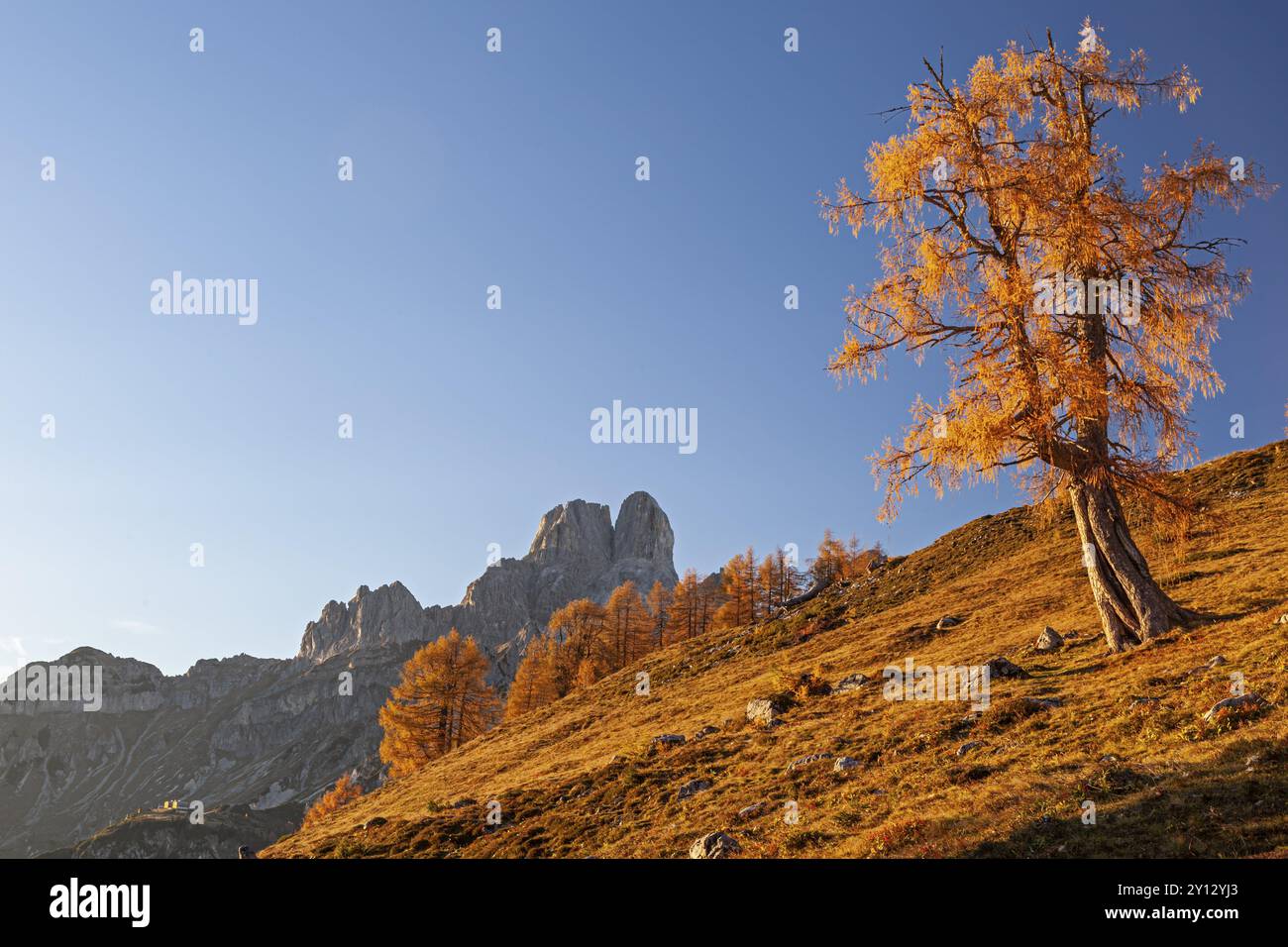 Larice di colore autunnale al tramonto di fronte a una vetta di montagna, Bischofsmuetze sullo sfondo, montagne di Dachstein, Austria, Europa Foto Stock