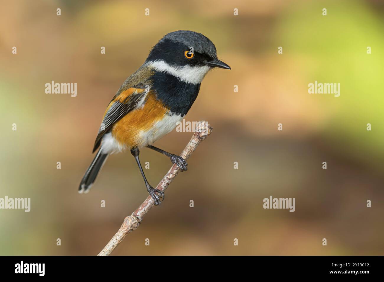 Cape Flycatcher (Batis capensis), Giant's Castle Hutted Camp, River Walk, Imbabazane Ward 2, Imbabazane Local Municipality, Uthukela District Municip Foto Stock