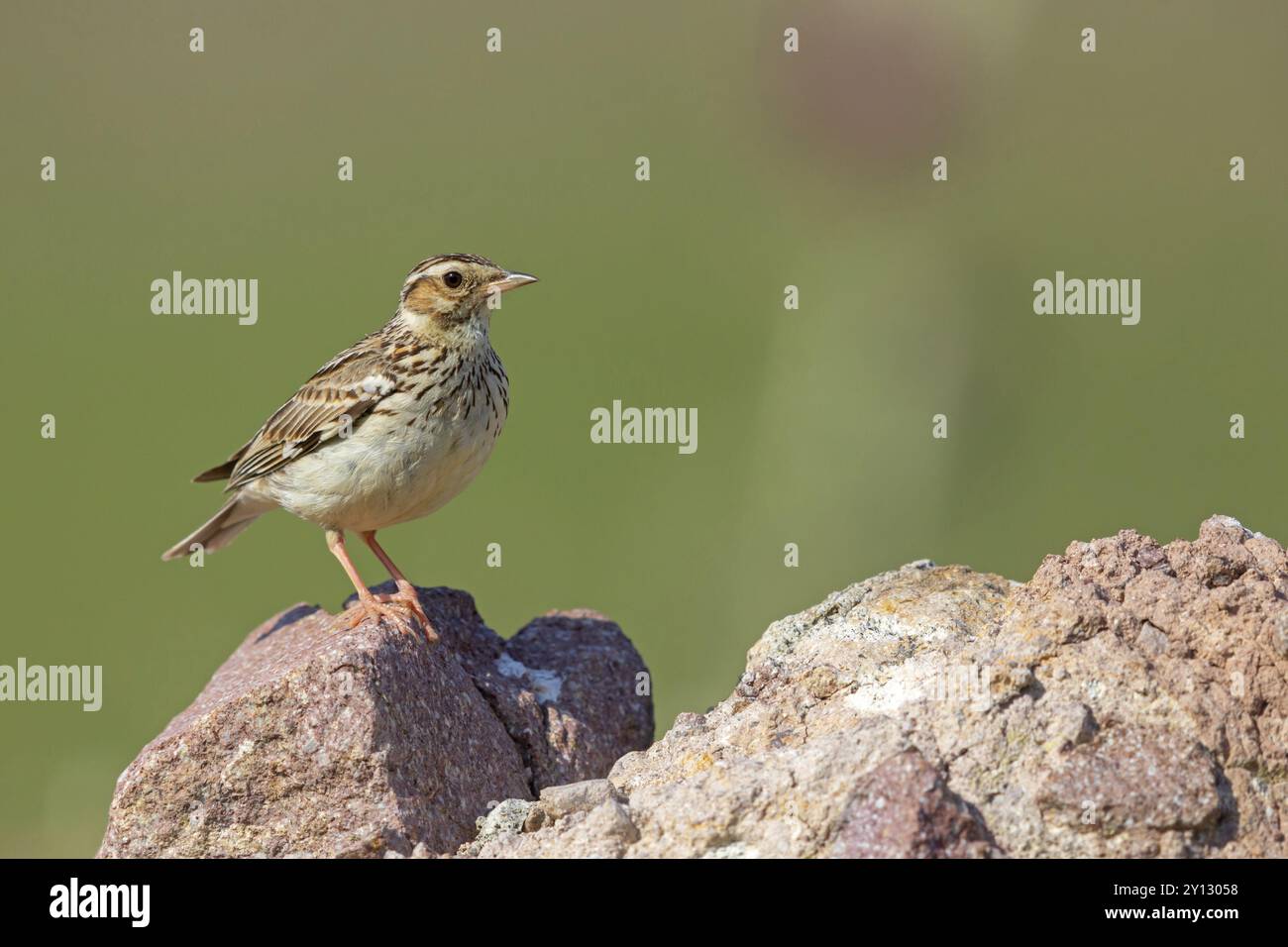 Woodlark (Lullula arborea), Isola di Lesbo, Grecia, Europa Foto Stock